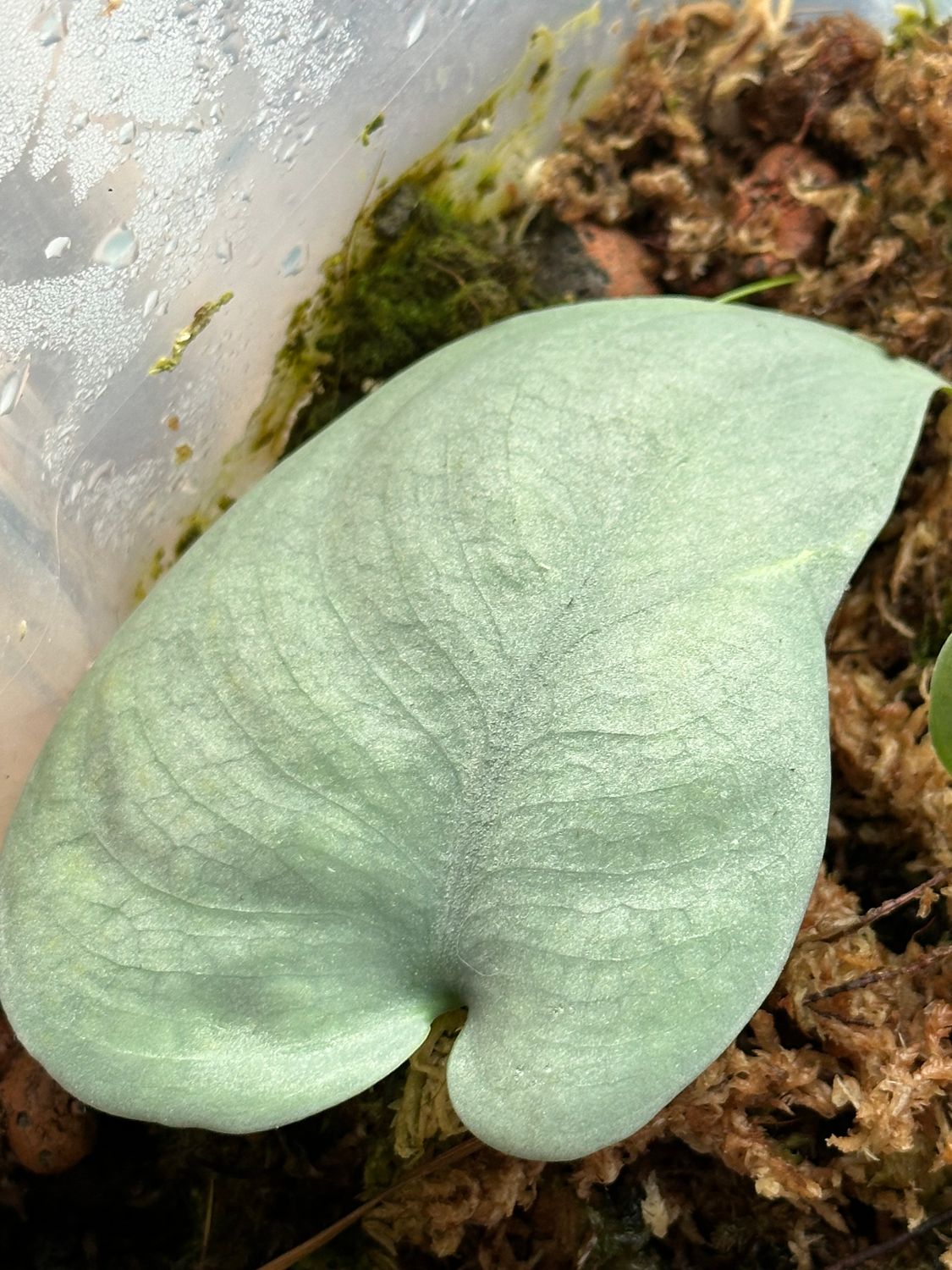 Scindapsus platinum - die Echte