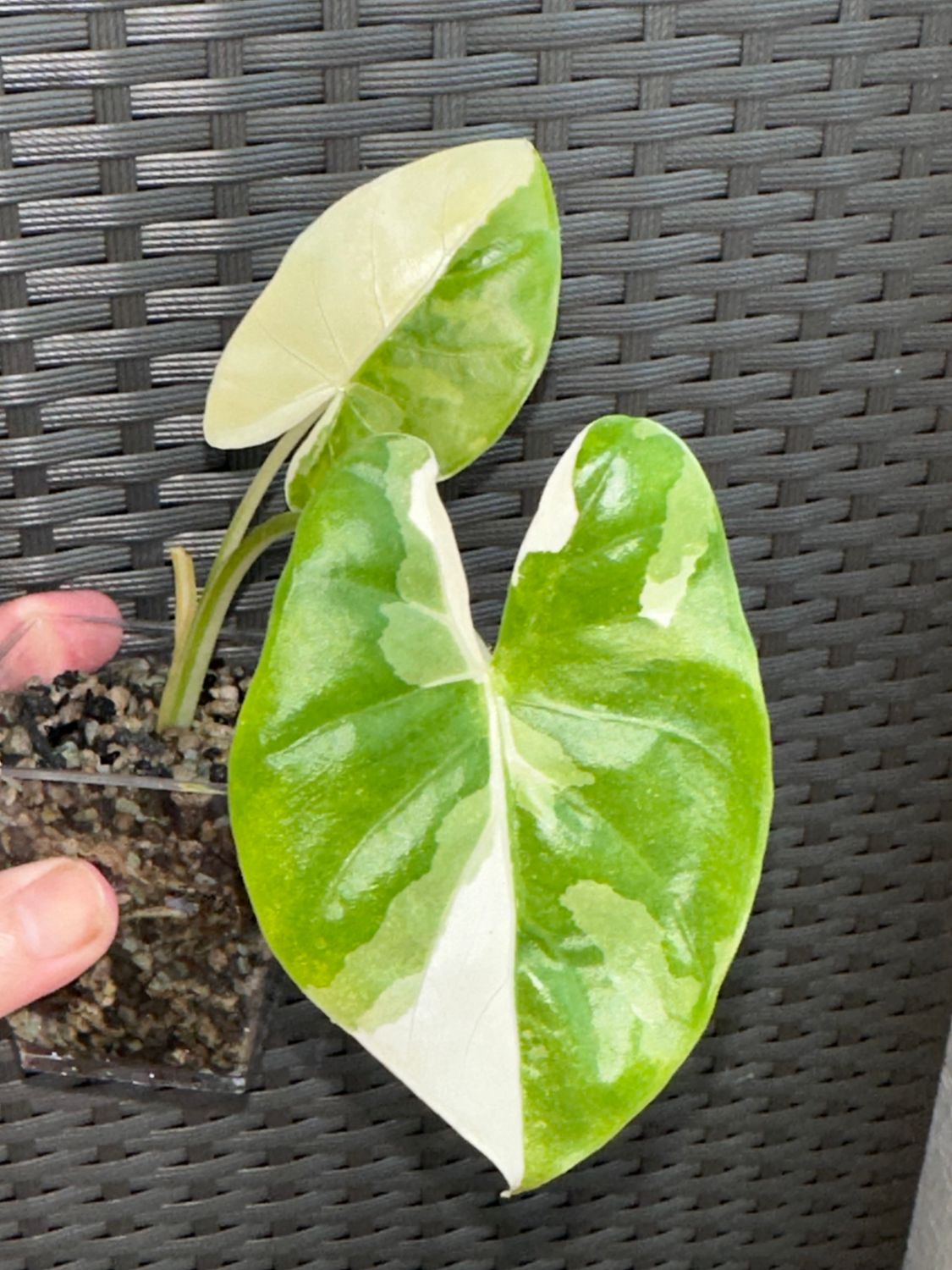 Alocasia macrorrhyza variegata