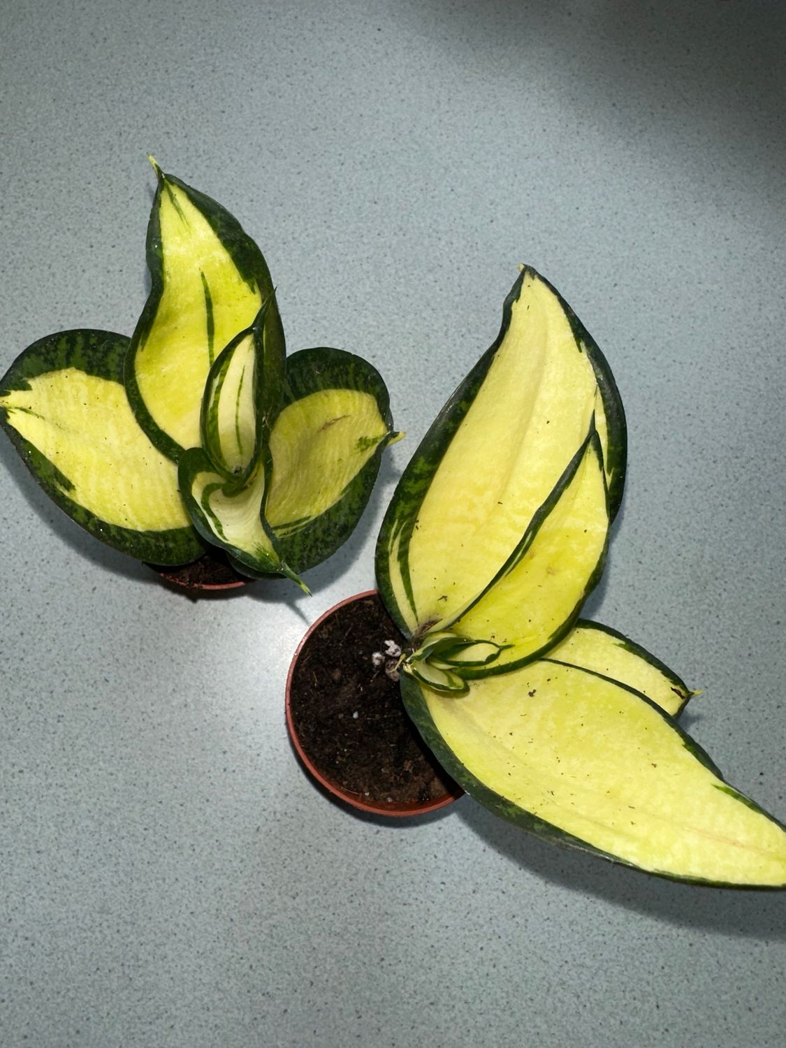 Sanseveria trifasciata aurea