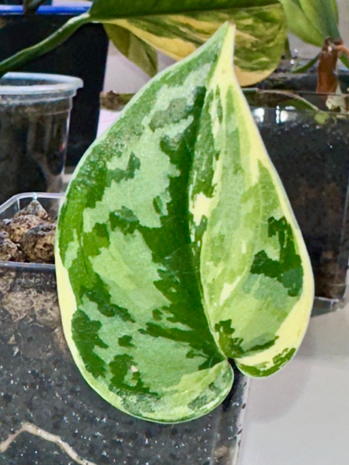 Scindapsus Mayari