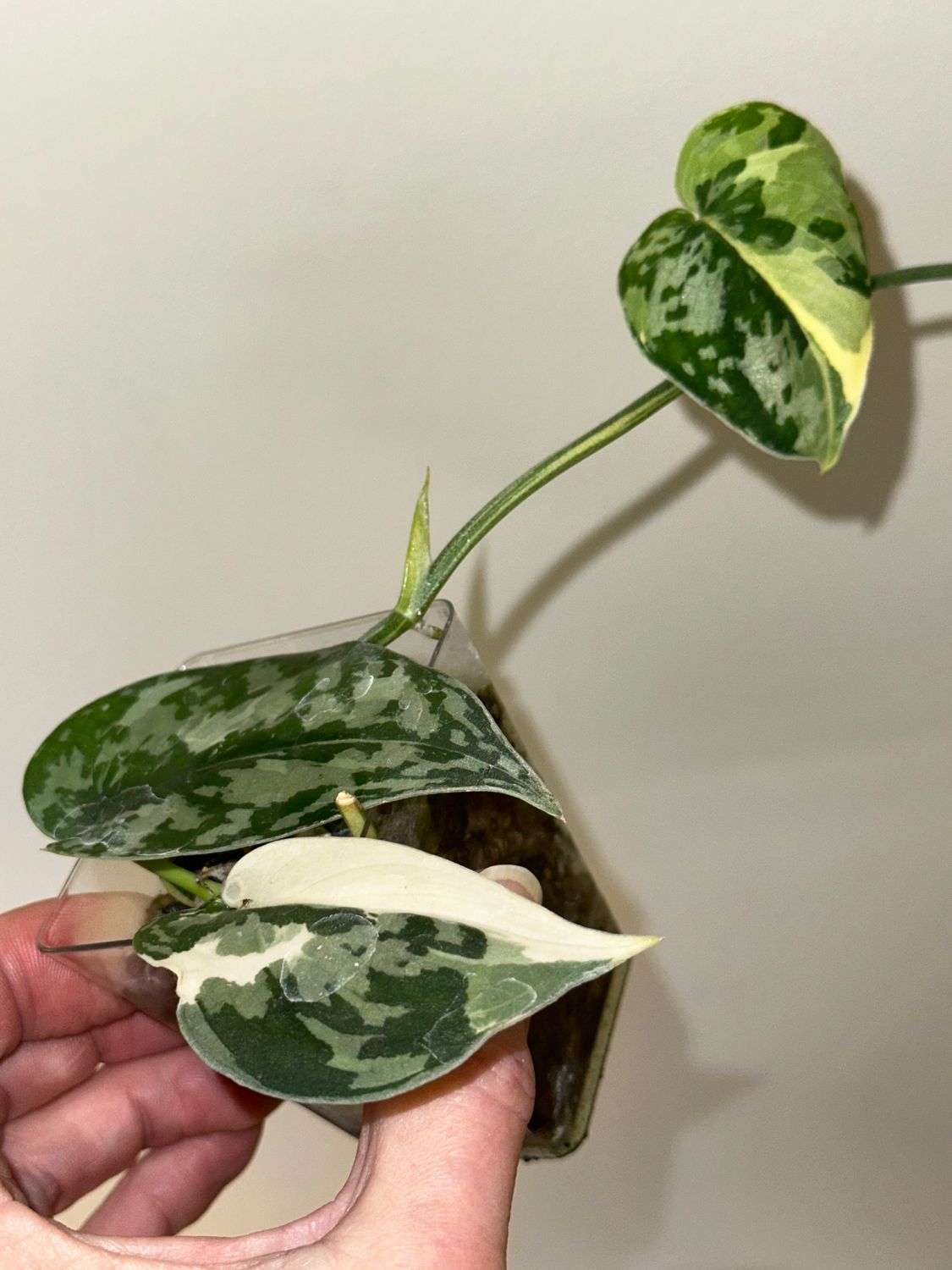 Scindapsus Mayari
