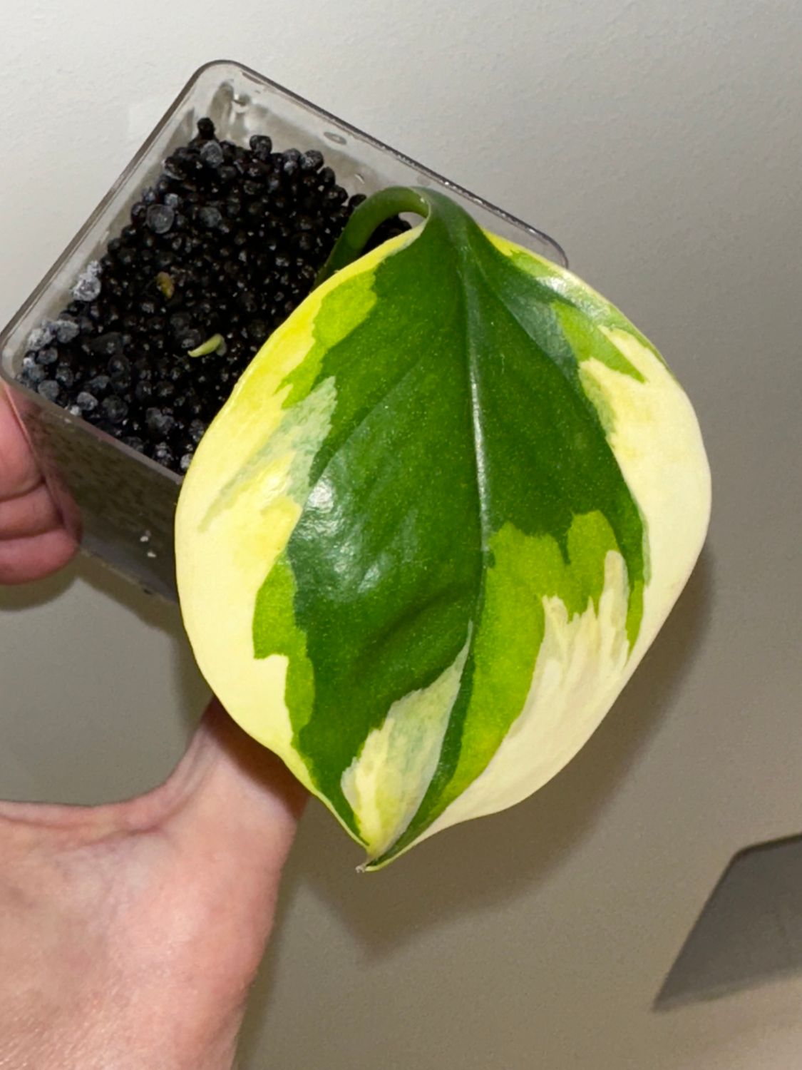 Epipremnum Manjula Mutation Poonsin Tricolor