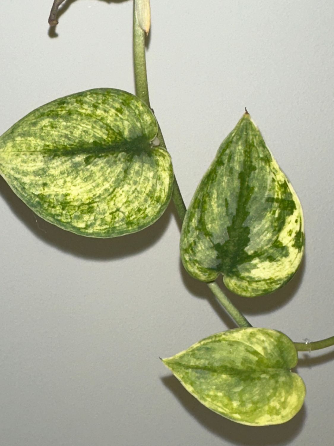 Scindapsus exotica hologramm