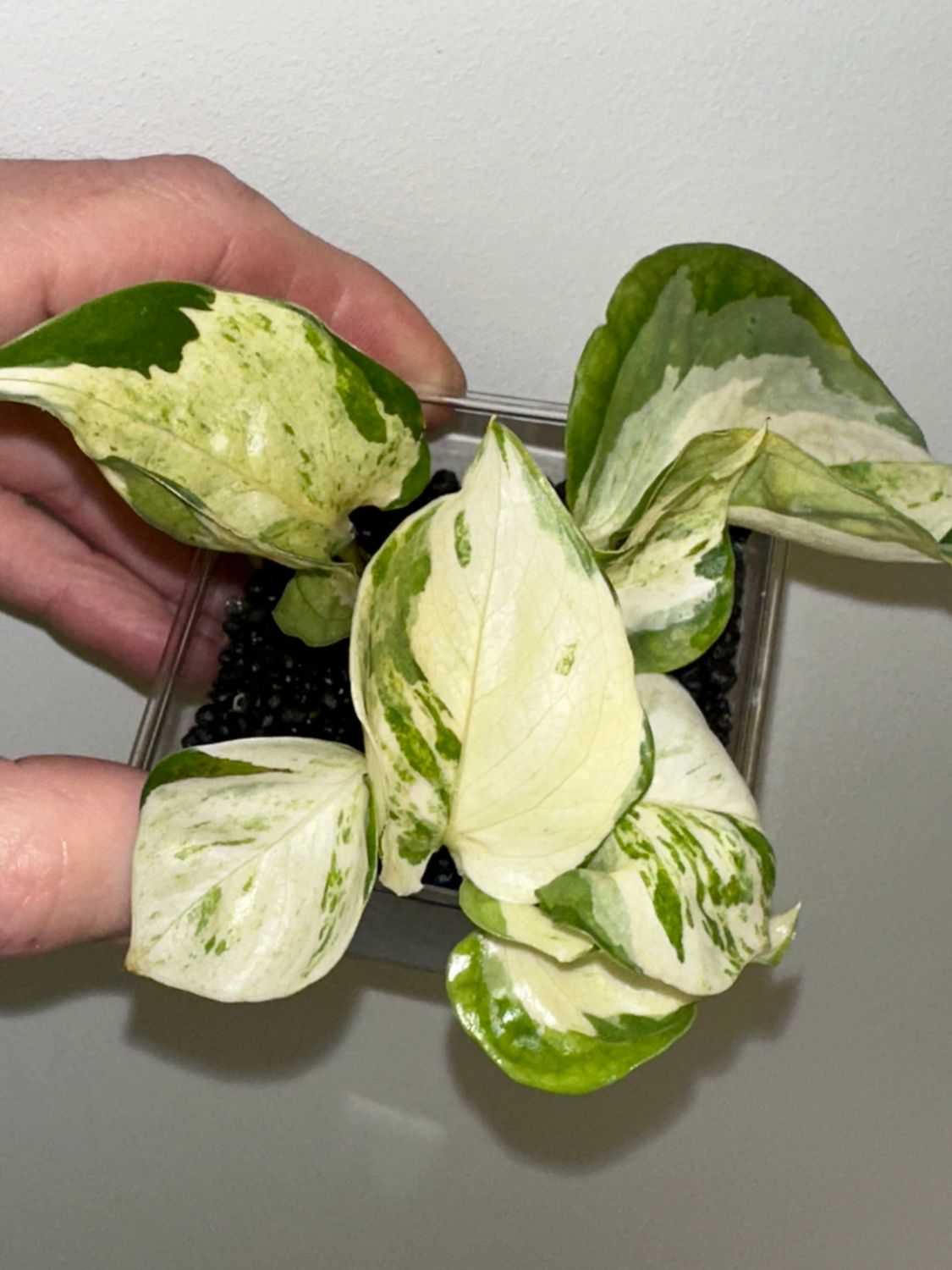 Epipremnum manjula mutation