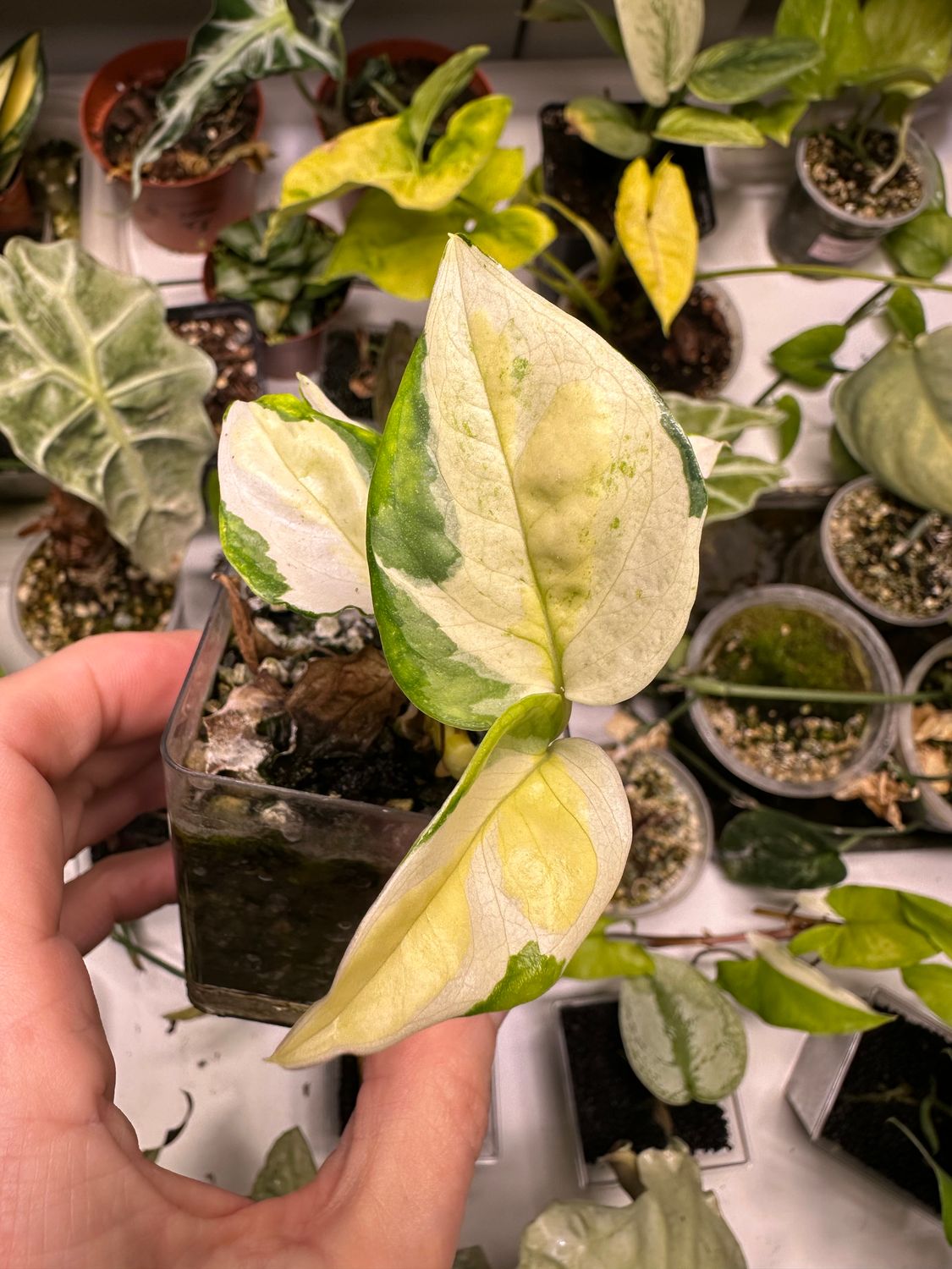 Epipremnum global japanese