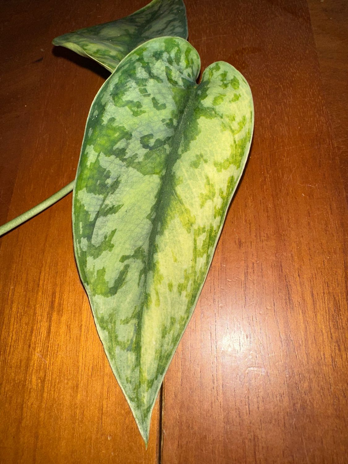 Scindapsus Lakambini Rarität