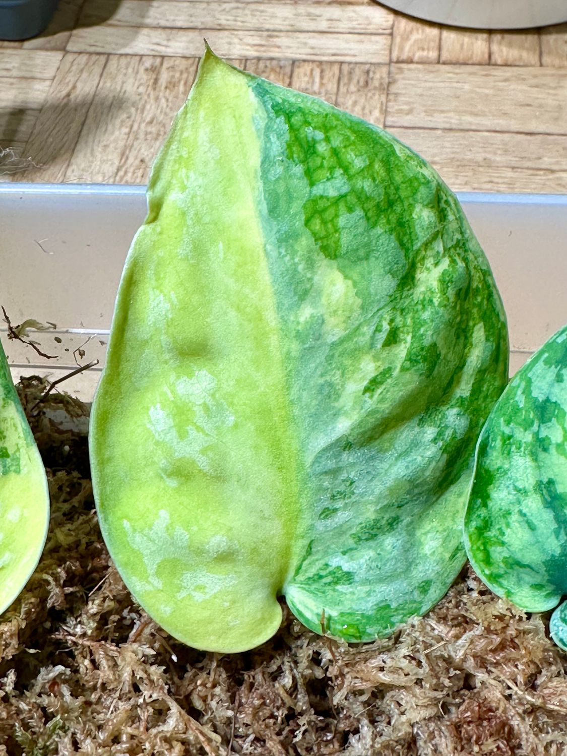 Scindapsus Swarnabhumi