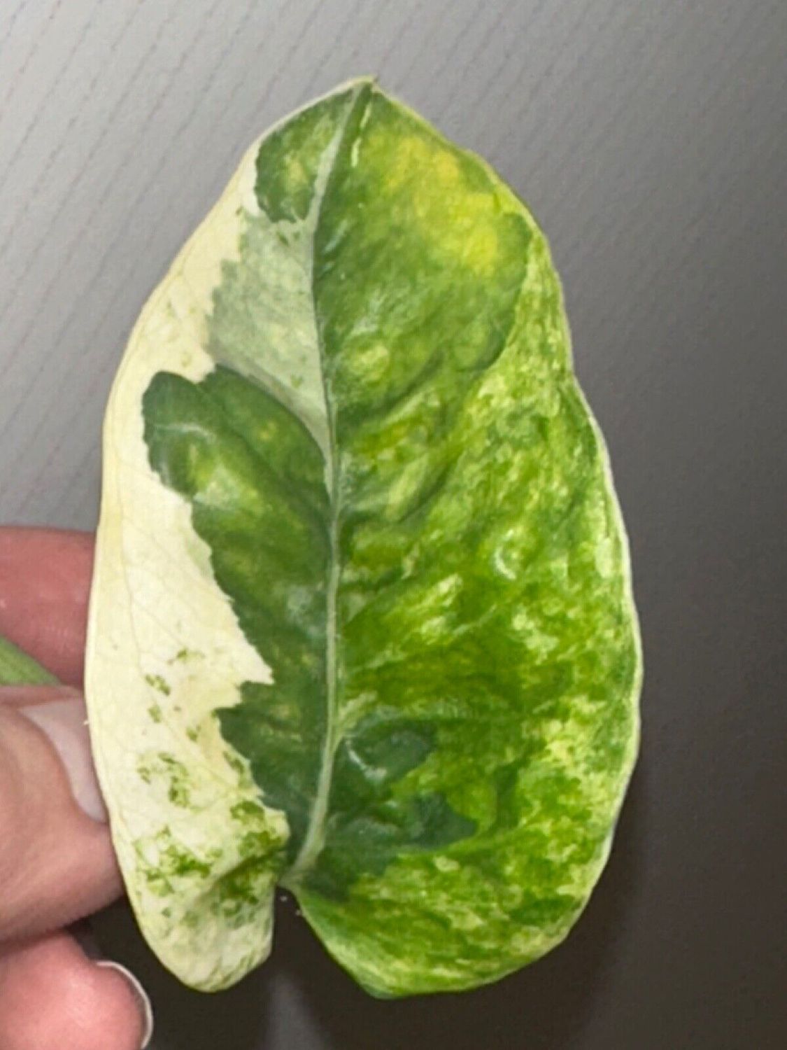Epipremnum global green tricolor variegata Mutation