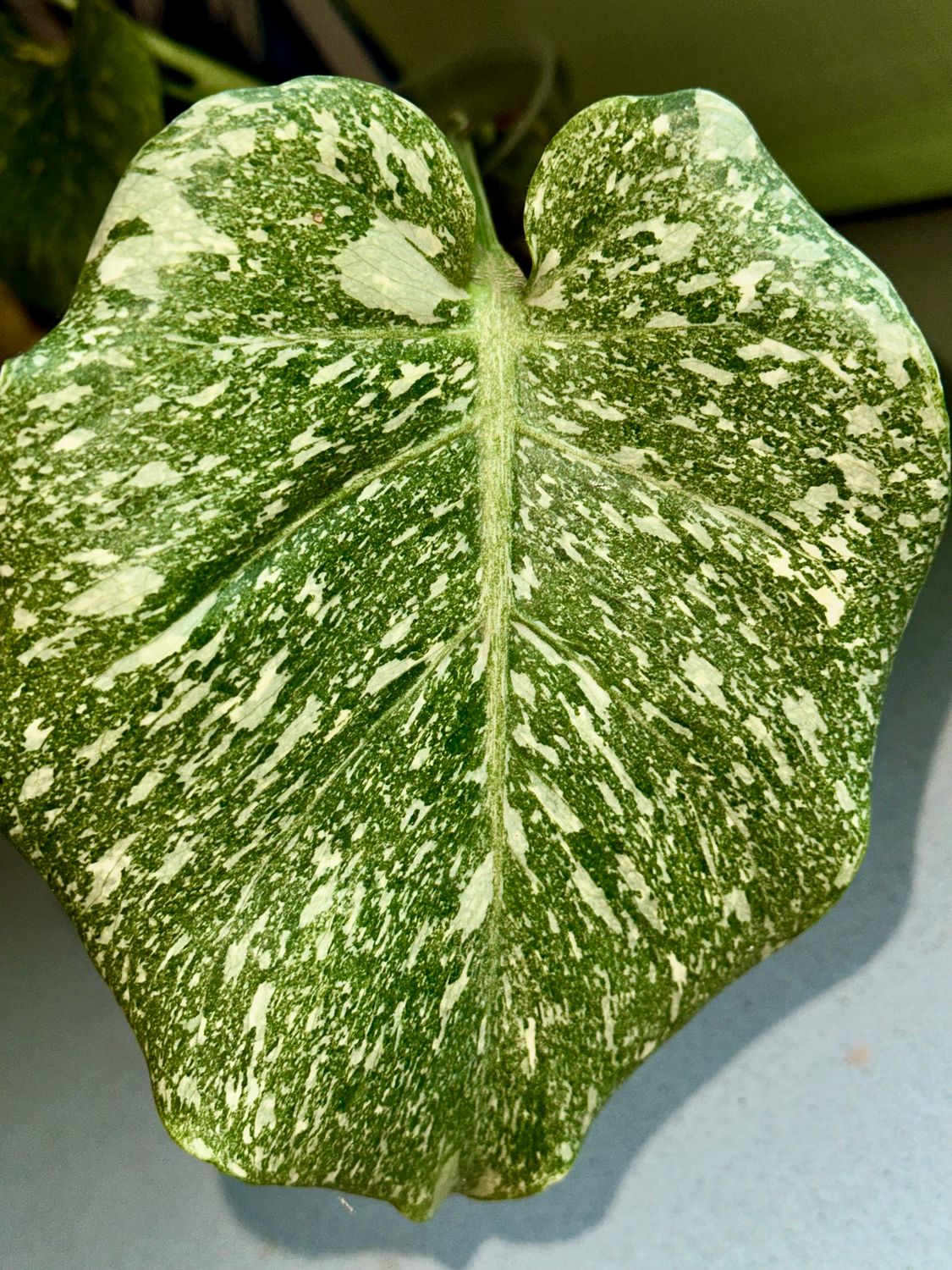 Monstera Thai Constellation mit toller Mutation