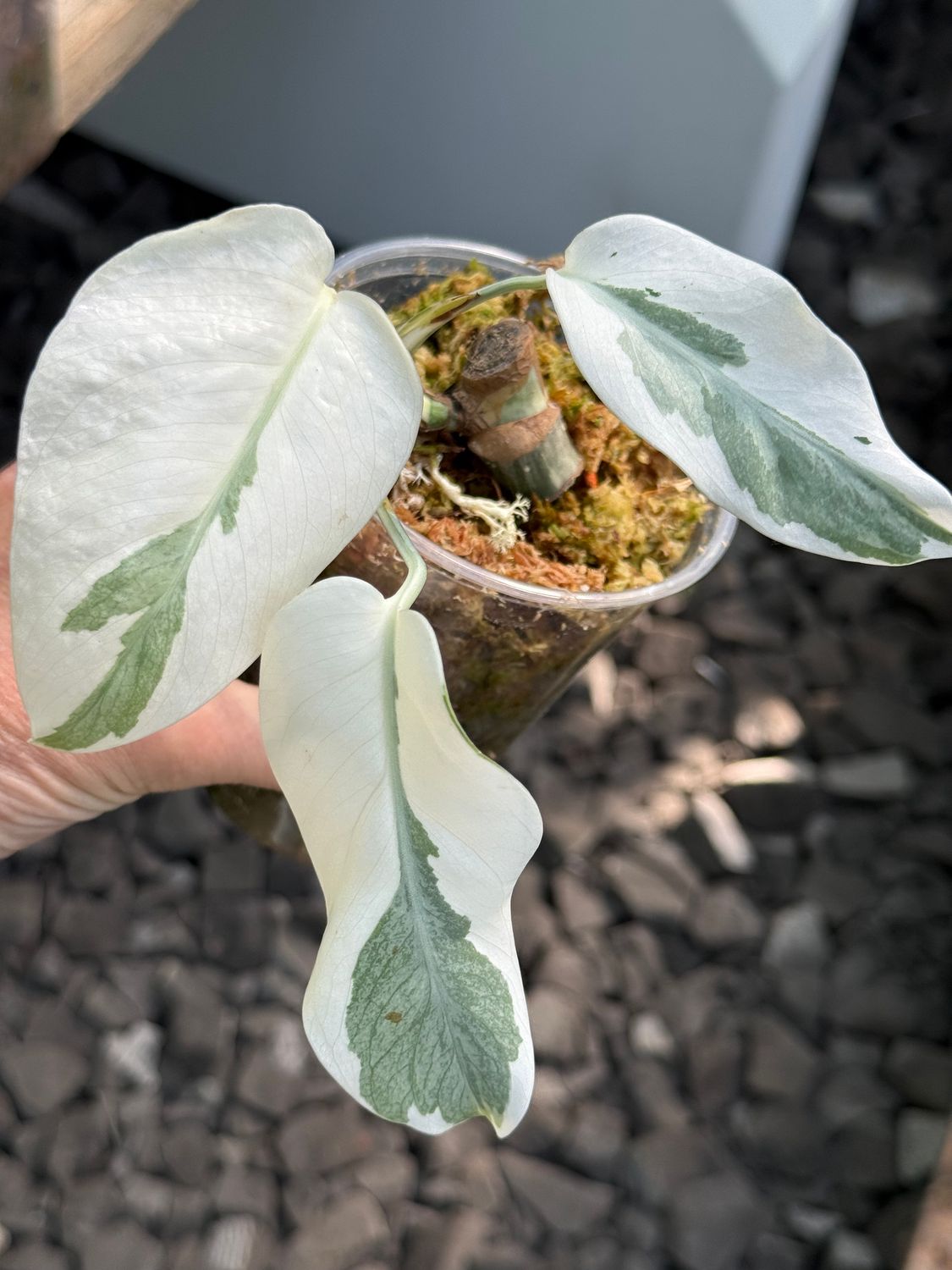 Monstera White Ghost Lava