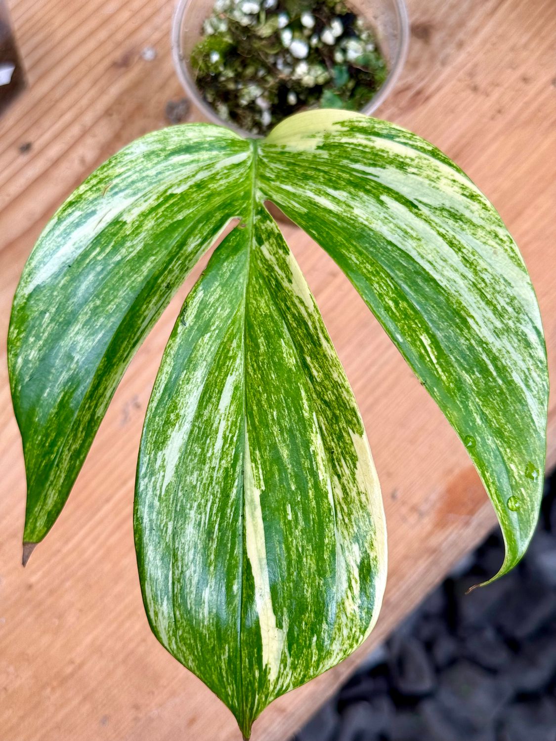 Philodendron Dragon tail variegata mit Austrieb