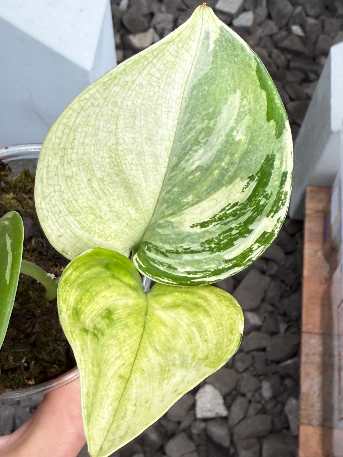 Scindapsus treubii tricolor