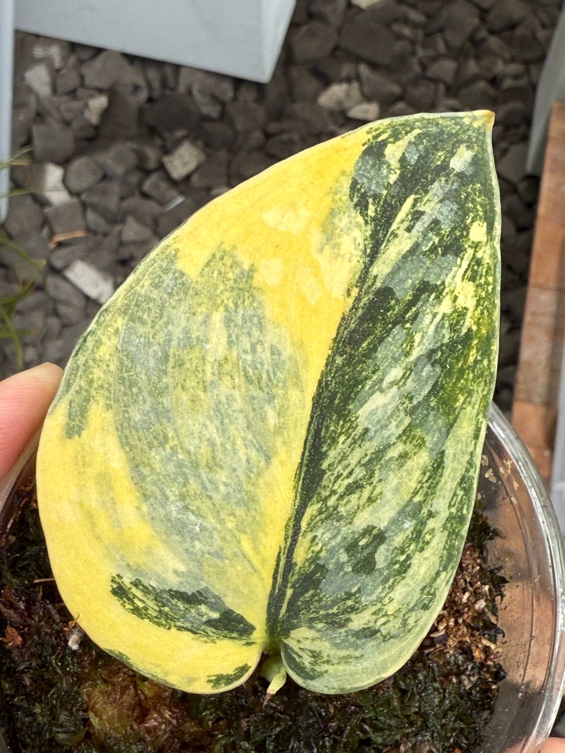 Scindapsus Green Diamond SELTEN