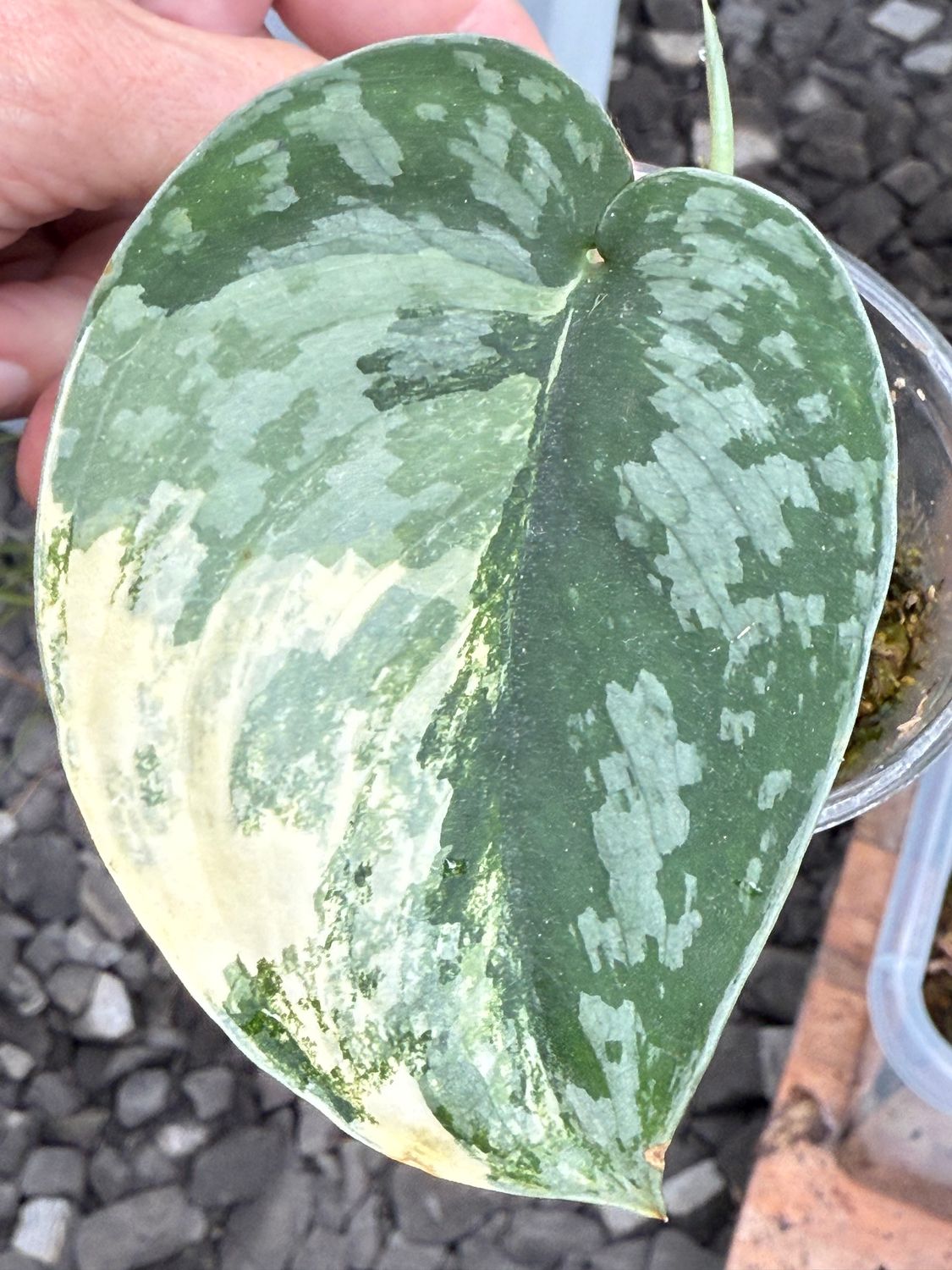 Scindapsus tricolor variegata -  selten