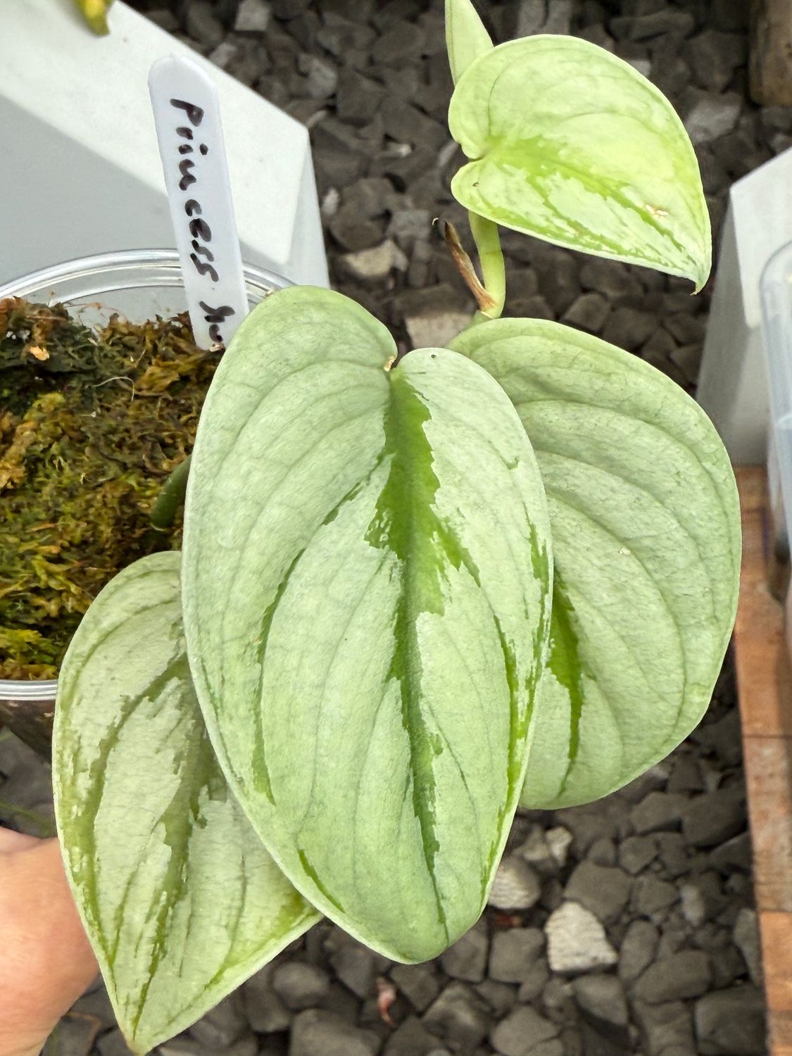 Scindapsus Silver Princess Mutation