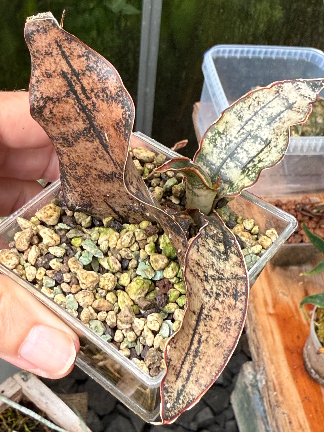 Sansevieria Star Canyon Granite