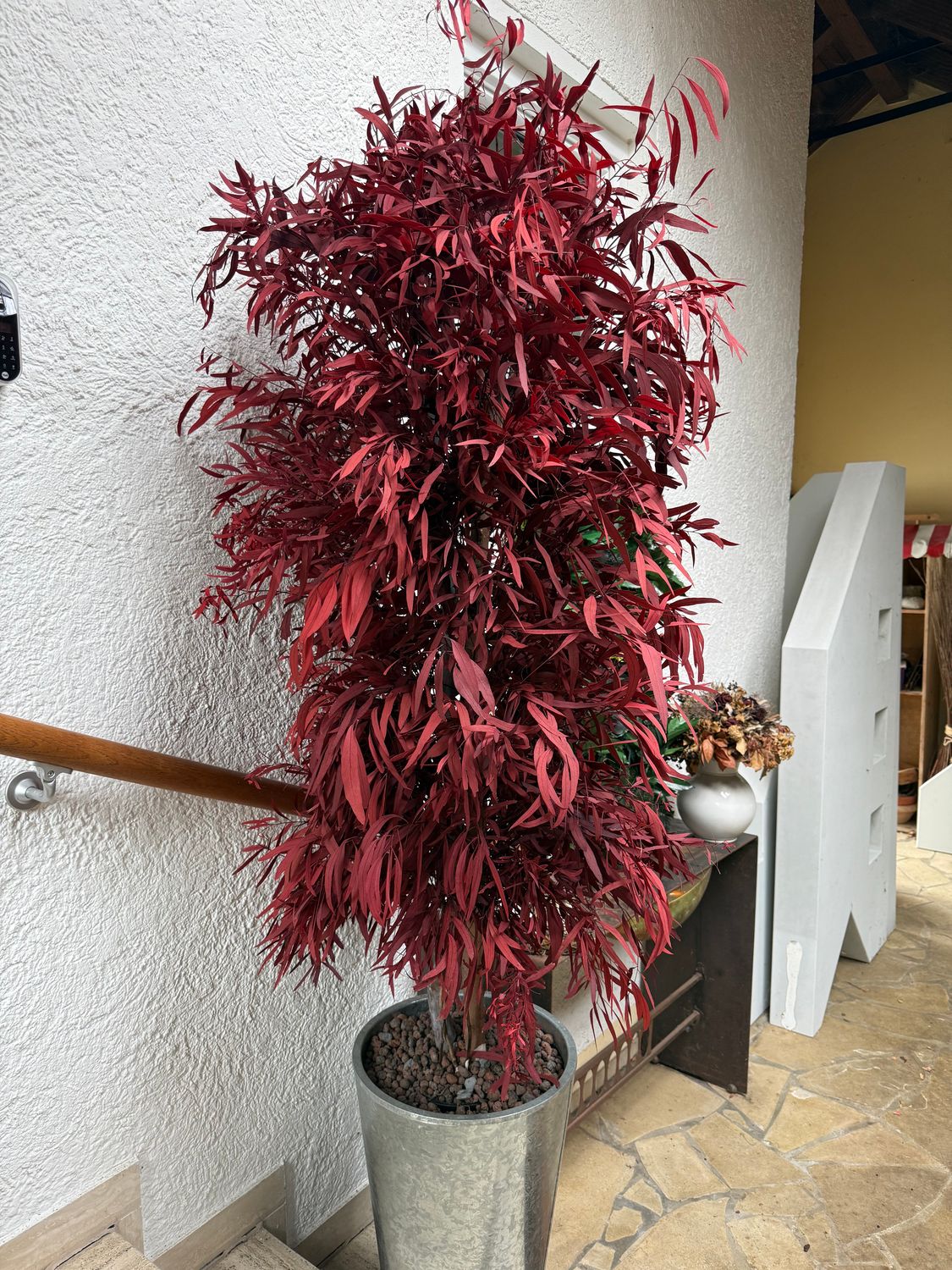 Eukalyptus Nicoly burgund - auch in grün