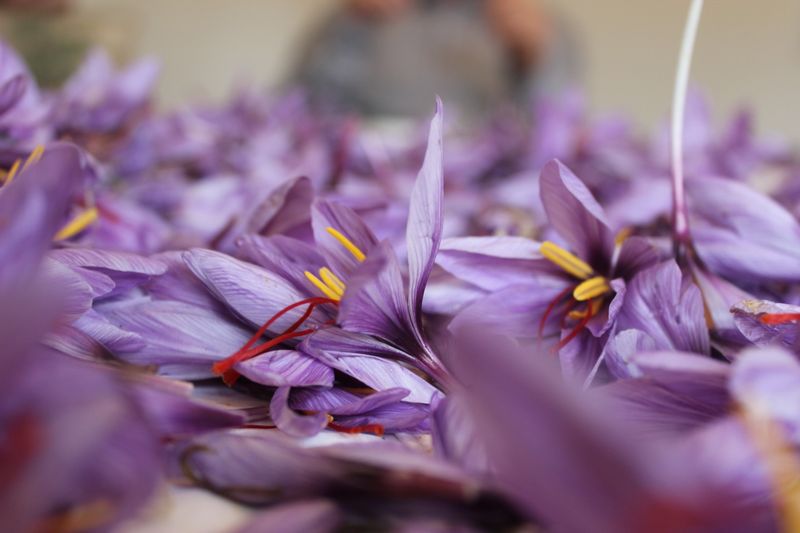 Führung über die Original-Anbauflächen des Altenburger Safrans am 11.10.2026, 13:00 Uhr