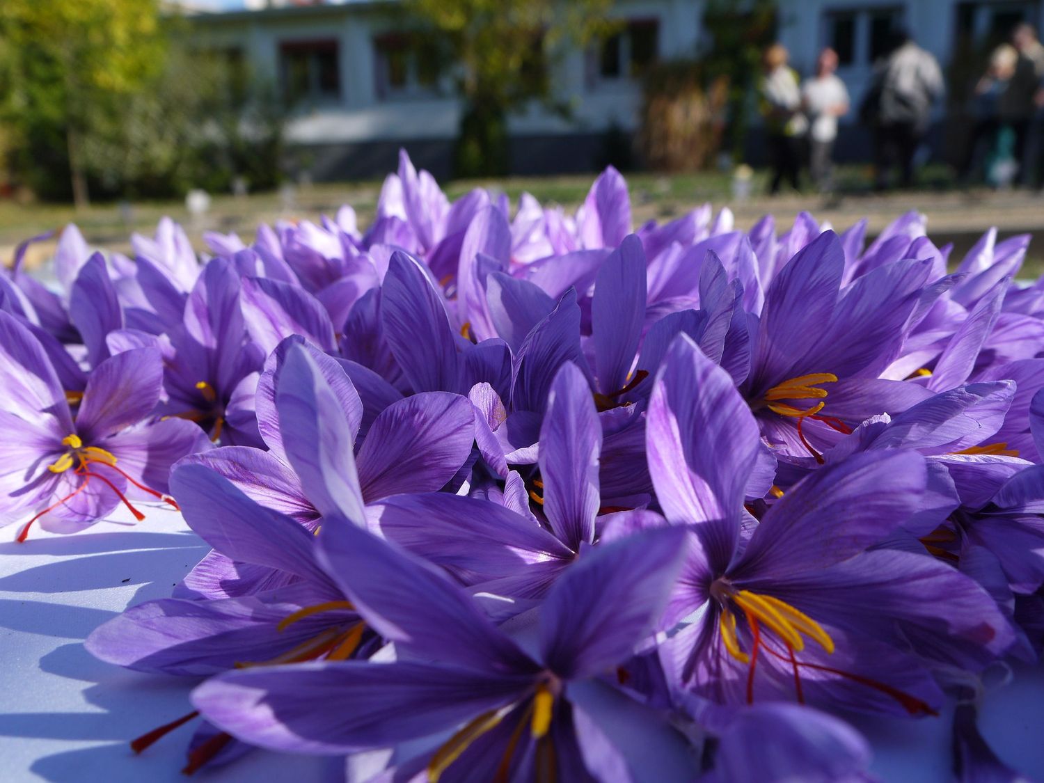 Führung über die Original-Anbauflächen des Altenburger Safrans am 12.10.2025, 13:00 Uhr