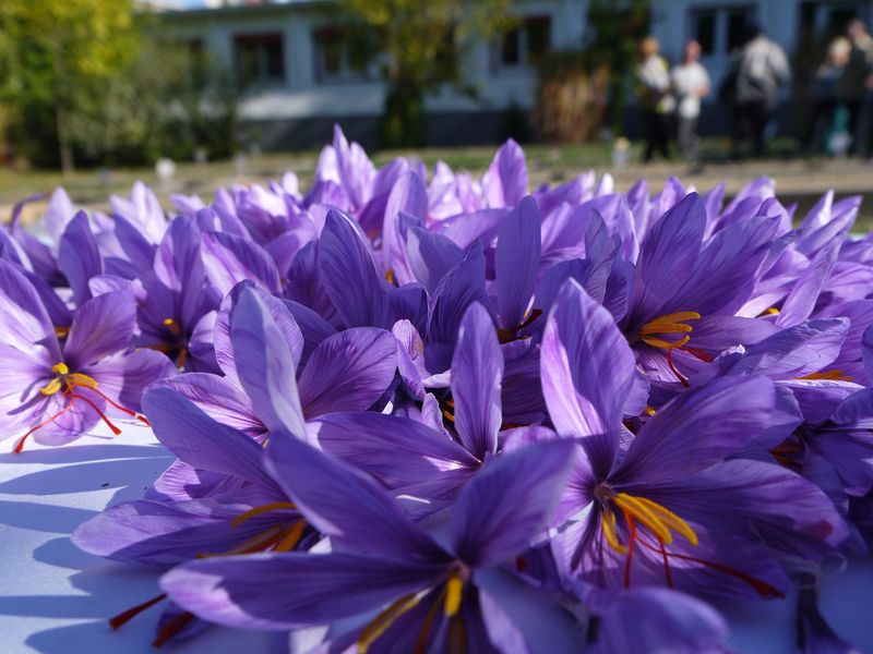 Führung über die Original-Anbauflächen des Altenburger Safrans am 12.10.2025, 13:00 Uhr