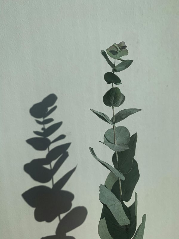 Eucalyptus Evergreen