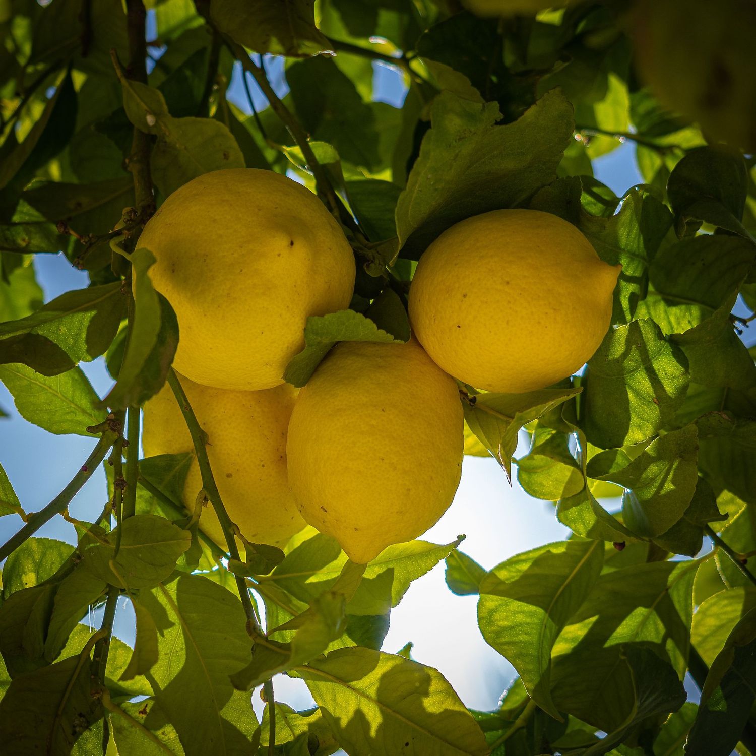 Lemon Citrus