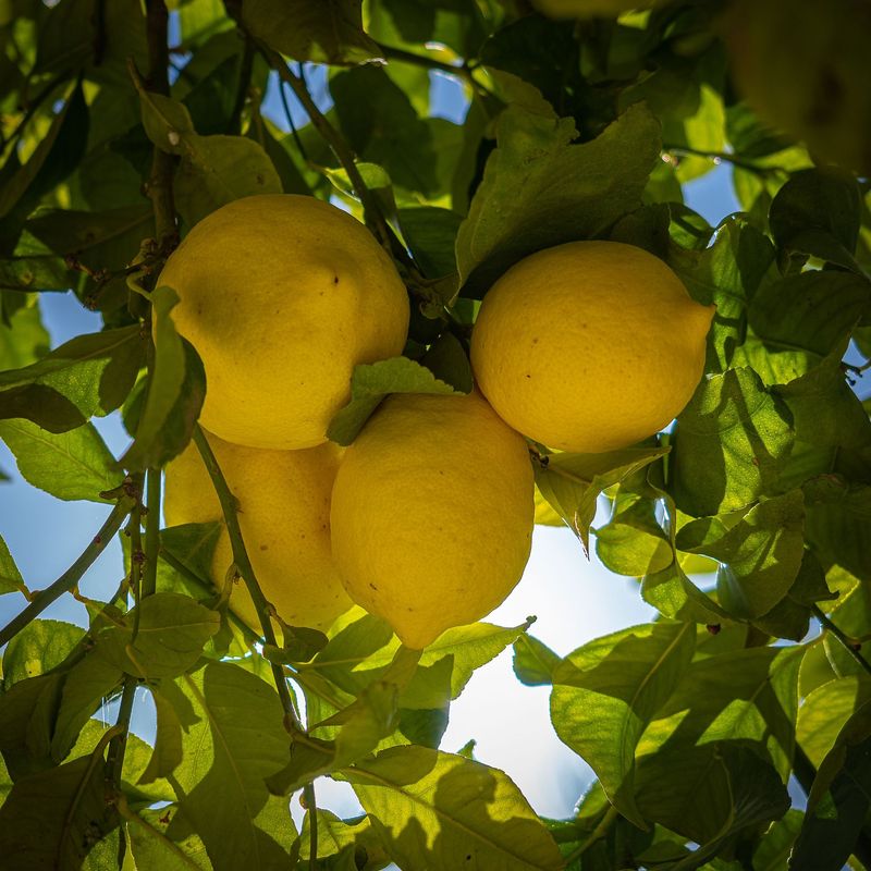 Lemon Citrus
