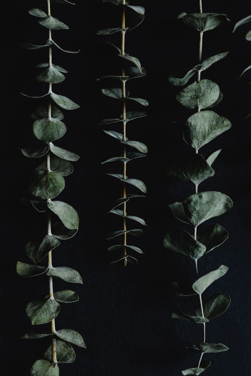 Eucalyptus Mint Eucalyptus Mint