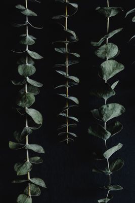 Eucalyptus Mint Eucalyptus Mint