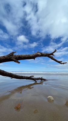 Driftwood Driftwood