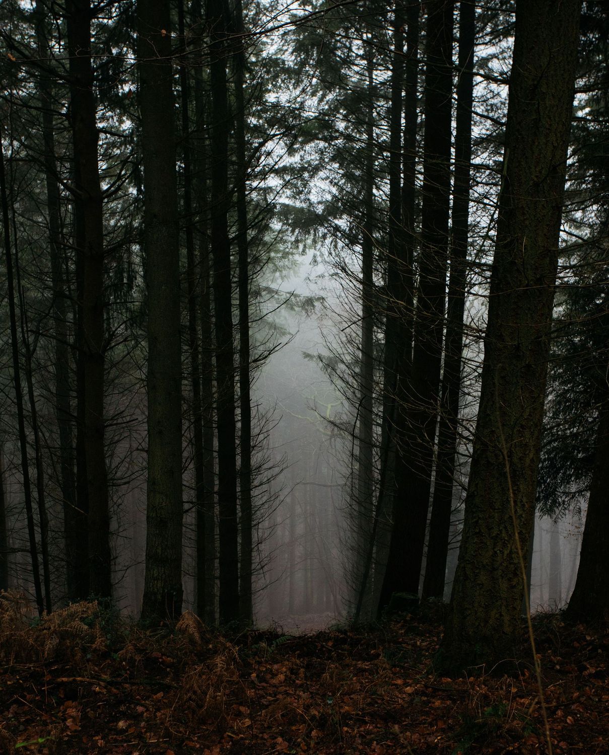In The Whispering Woods
