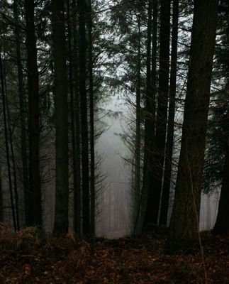 In The Whispering Woods In The Whispering Woods