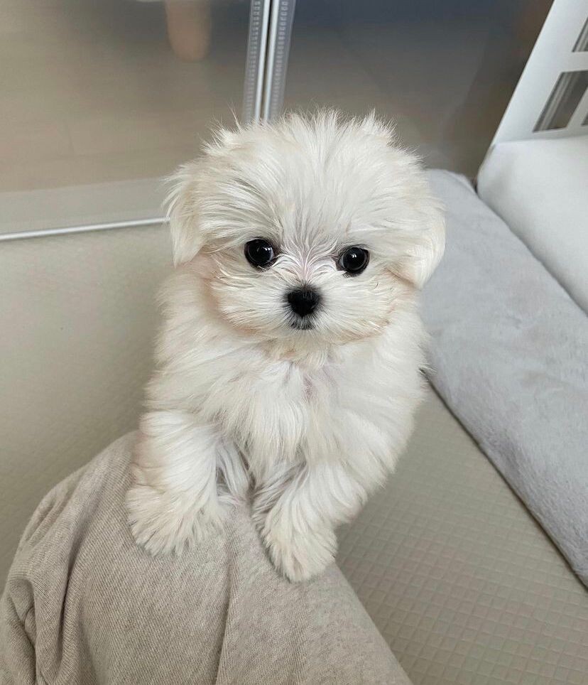 Charlie (11 Weeks Old Male)