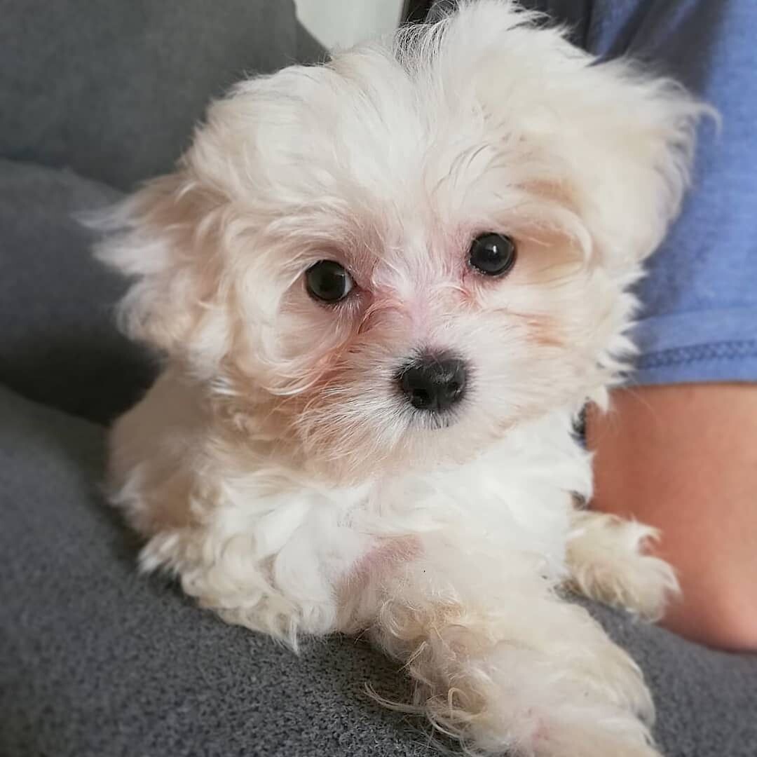 Lily (11 Weeks Old Female)
