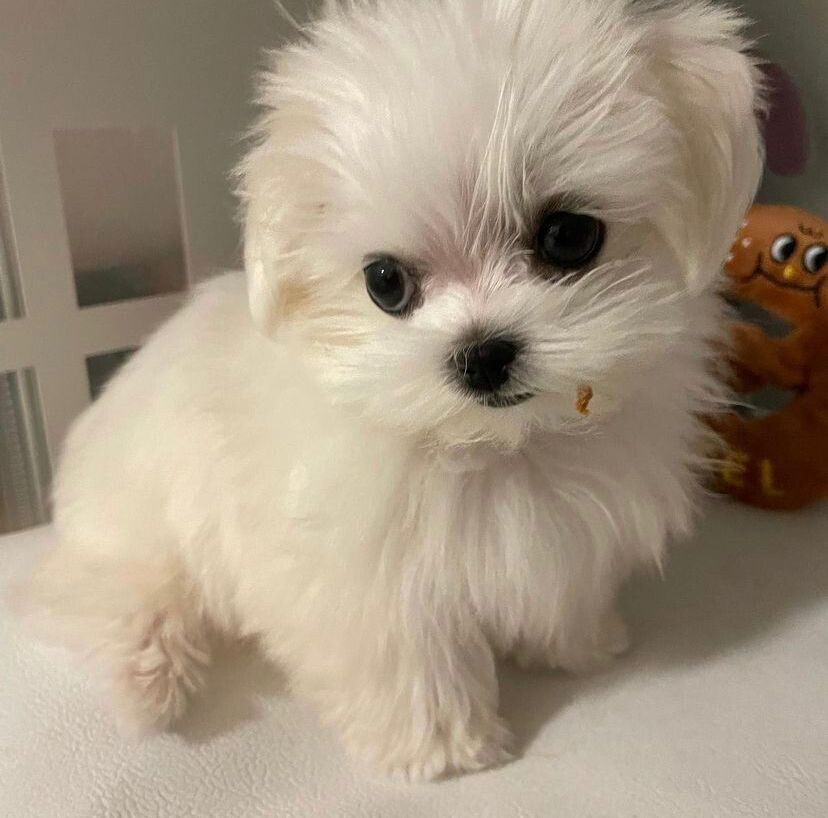 SOLD Jill (11 weeks old female)