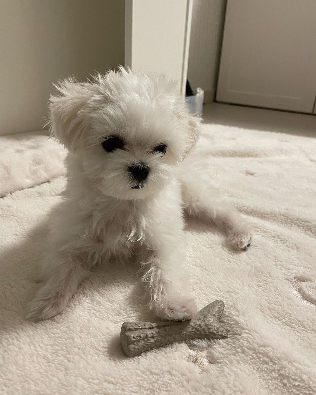 MOLLY ( 11 weeks old female )