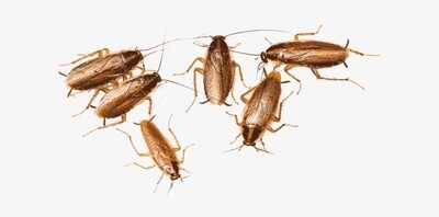 Cockroaches