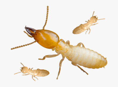 Termites