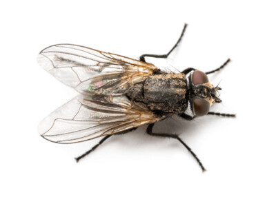Flies