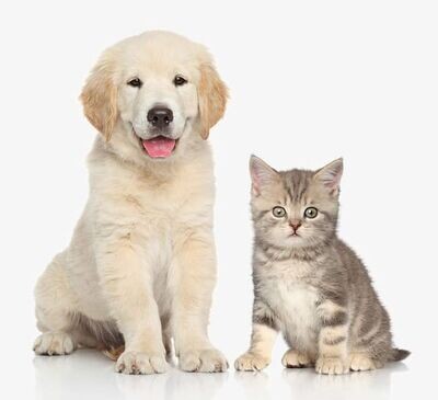 Stray Animals