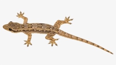 Lizard