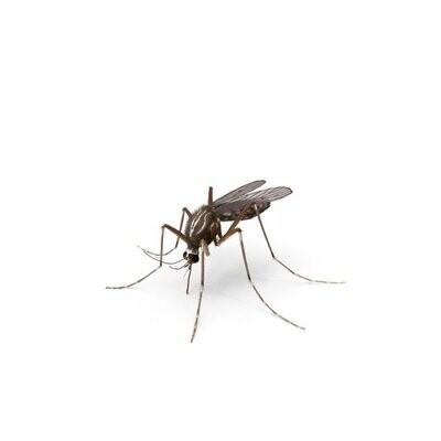 Mosquitoes