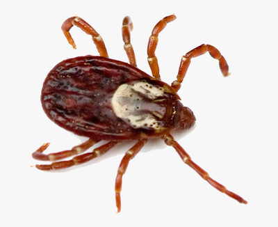 Ticks