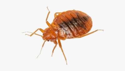 Bed Bugs