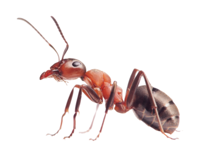Ants