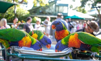 Currumbin Wildlife Sanctuary, Gold Coast, QLD