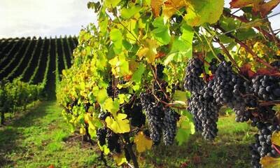 Barossa Valley Wineries, Barossa, SA