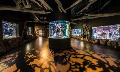 Cairns Aquarium, Cairns, QLD