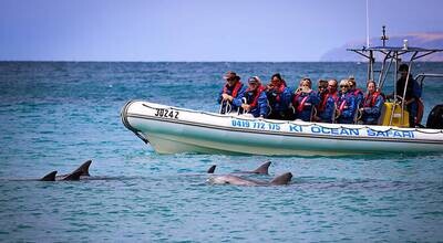 Kangaroo Island Swim with Dolphins