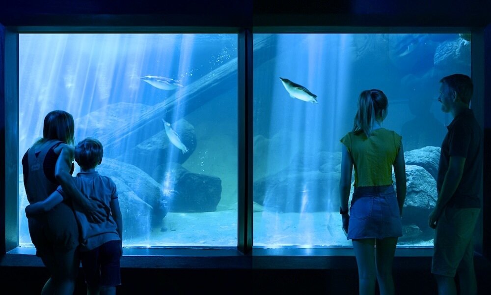 SEA LIFE, Sunshine Coast, QLD